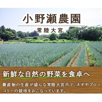小野瀬農園の特選ブロッコリー 4kg