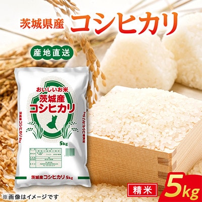 【令和8年産】コシヒカリ 5kg 精白米  茨城県産 米