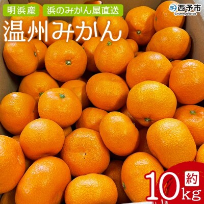 明浜産 浜のみかん屋直送 温州みかん 贈答用(10kg)