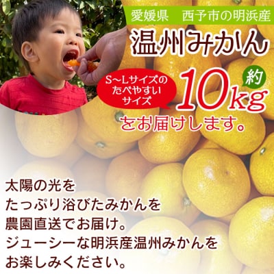 明浜産 浜のみかん屋直送 温州みかん 贈答用(10kg)