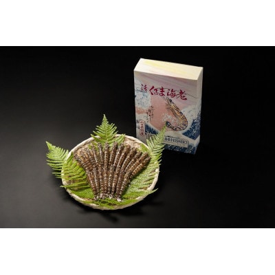 【山口県防府市向島産】NISHIKI活き車海老500g