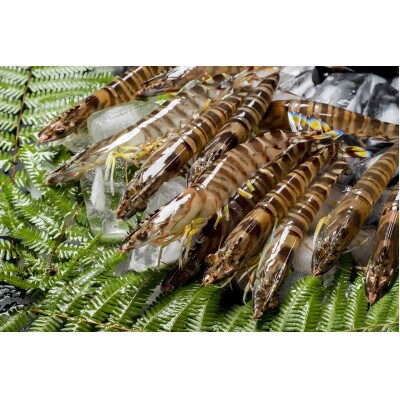 【山口県防府市向島産】NISHIKI活き車海老1kg