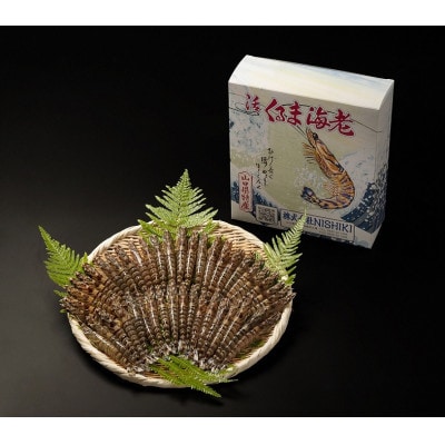 【山口県防府市向島産】NISHIKI活き車海老1kg