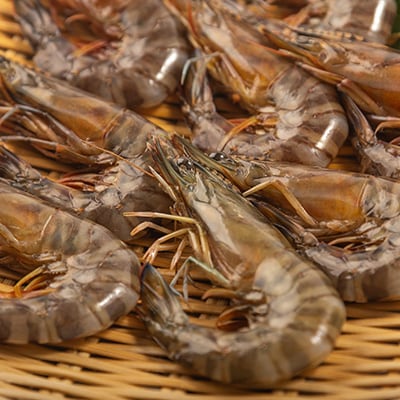 【山口県防府市向島産】吟醸海老500g