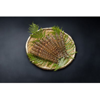 【山口県防府市向島産】吟醸海老活き250g(8～14尾前後)