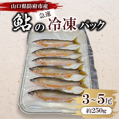 山口県防府市佐波川で獲れる天然鮎　約250g
