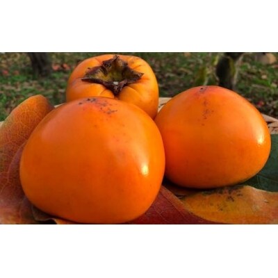 樹齢100年の古木から採れる花御所柿 2 5kg お礼品詳細 ふるさと納税なら さとふる