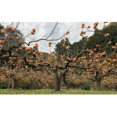 樹齢100年の古木から採れる花御所柿 2 5kg お礼品詳細 ふるさと納税なら さとふる