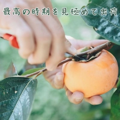 樹齢100年の古木から採れる花御所柿(2.5kg)