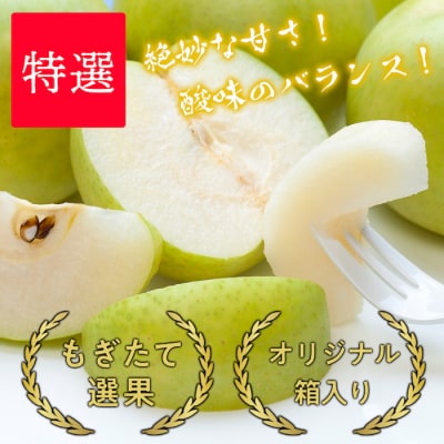 【2026年発送】二十世紀梨(赤秀) 2.4kg