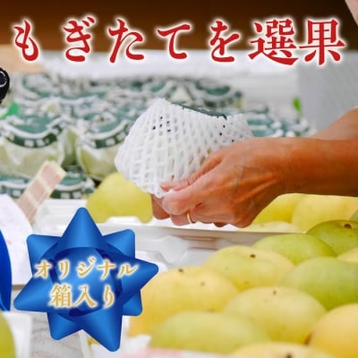 【2026年発送】二十世紀梨(赤秀) 2.4kg