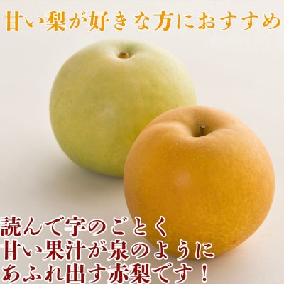 【2026年発送分】新甘泉(赤秀) 3kg