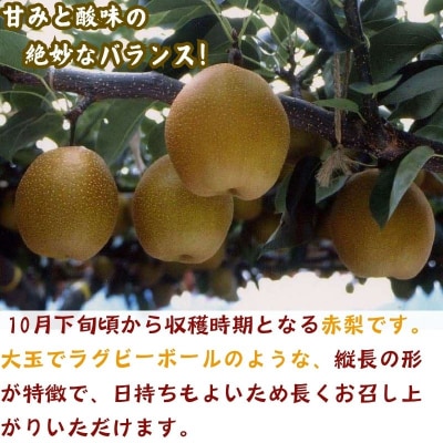 【2026年発送分】秋の味覚「王秋梨」 (赤秀) 5kg