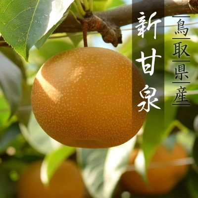 【2026年発送】プレミアム新甘泉 3kg