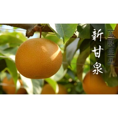 プレミアム新甘泉 5kg | ふるさと納税のお礼品