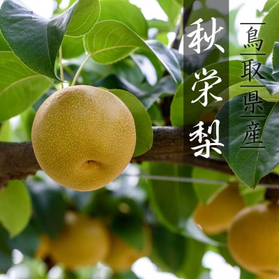 【2025年発送分】秋栄梨(秀) 3kg