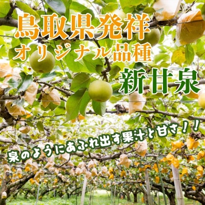 二十世紀梨と新甘泉のセット 3kg