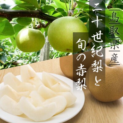 二十世紀梨と旬の赤梨セット 5kg