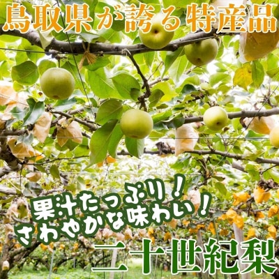 【訳あり】二十世紀梨 4kg