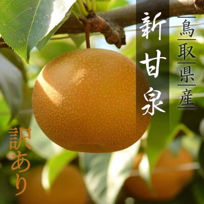 【訳あり】新甘泉　3kg【2026年発送】