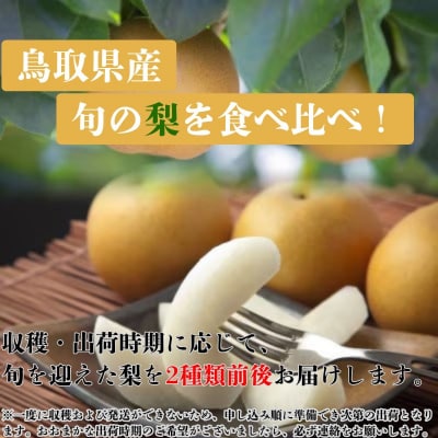 【訳あり】鳥取県産旬の梨セット 4kg
