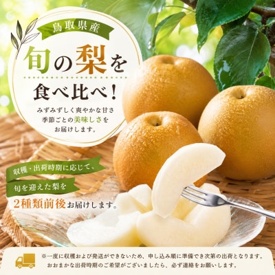 【訳あり】鳥取県産旬の梨セット 4kg