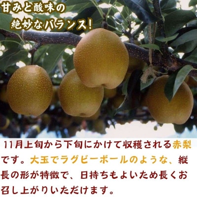 【2025年発送分】王秋梨(赤秀) 5kg