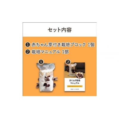 おうちでかんたん!純国産きくらげ栽培キット