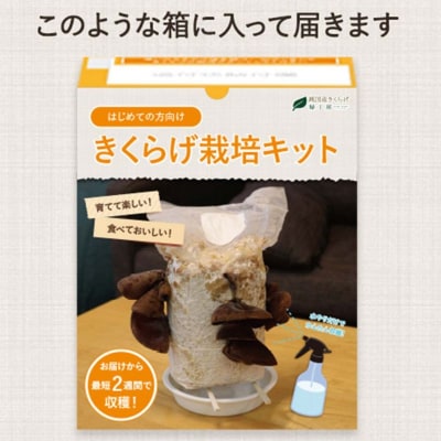 おうちでかんたん!純国産きくらげ栽培キット