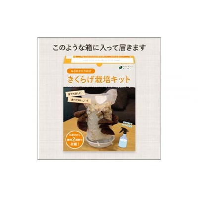 おうちでかんたん!純国産きくらげ栽培キット