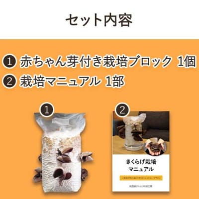 おうちでかんたん!純国産きくらげ栽培キット
