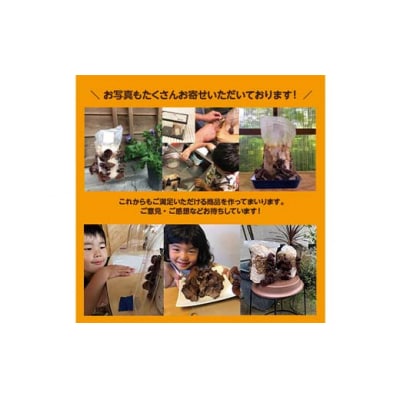 おうちでかんたん!純国産きくらげ栽培キット