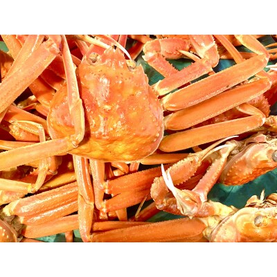 【蒸し】訳あり松葉ガニ 1kg