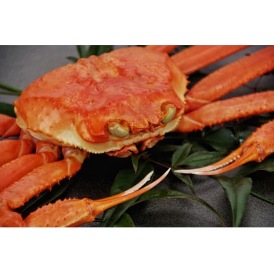 【蒸し】松葉ガニ 600g ブランドタグ付