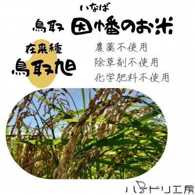 【令和7年産新米】農家直送　自然栽培米「鳥取旭」10kg(玄米)