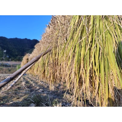【令和7年産新米】農家直送　自然栽培米「鳥取旭」10kg(玄米)