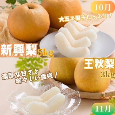 【2026年発送分】八頭の梨スペシャルコース