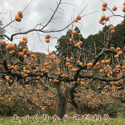 輝太郎柿 3kg(ご家庭用)