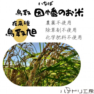 【令和8年産新米】農家直送　自然栽培米「鳥取旭」10kg(精米)