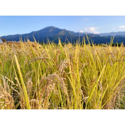 【令和7年産新米】農家直送　自然栽培米「鳥取旭」5kg(精米)
