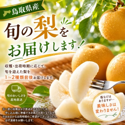 【訳あり】鳥取県産旬の梨 3kg