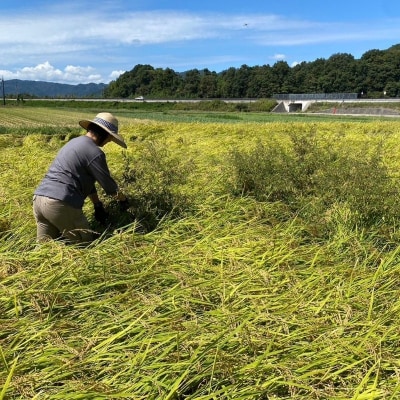 【令和6年産新米】ゆうだい21 精米10kg