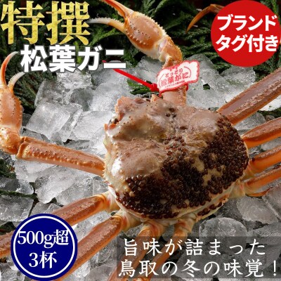 《2025年2月・3月発送》【活物】特撰 松葉がに(タグ付き)500g超 お手頃サイズ　3杯