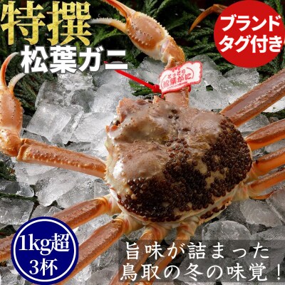 《2025年2月・3月発送》【活物】特撰 松葉がに(タグ付き)1kg超の大きいサイズ　特大3杯