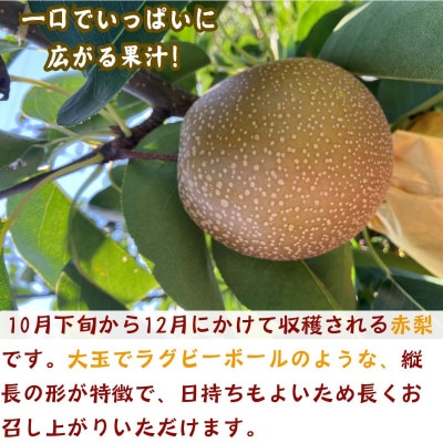 王秋梨(赤秀) 3kg【彩花園】