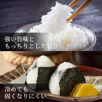 因幡の白兎米 コシヒカリ 令和7年産 精米済 10kg(5kg×2袋)