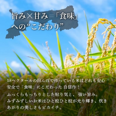 鳥取県産 コシヒカリ 令和7年度産 精米済 20kg(5kg×4袋)