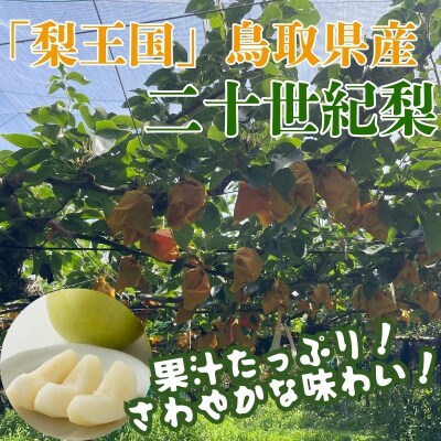 二十世紀梨(赤秀) 3kg【やまさきファーム】