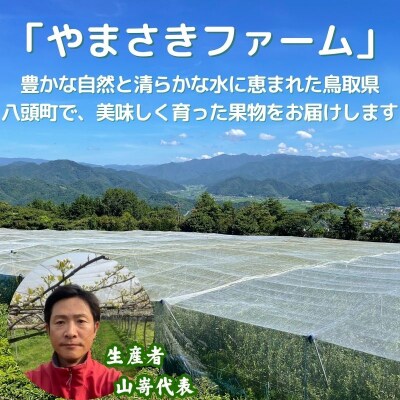二十世紀梨(赤秀) 3kg【やまさきファーム】