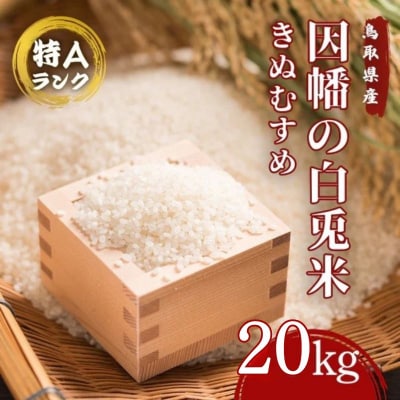 因幡の白兎米 きぬむすめ 令和7年産 精米済 20kg(5kg×4袋)